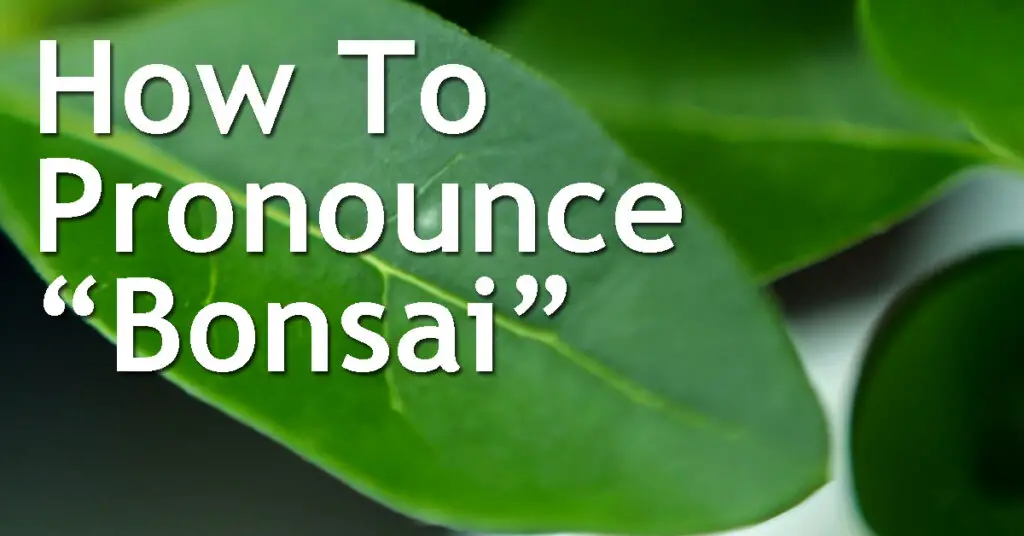 How To Pronounce Bonsai