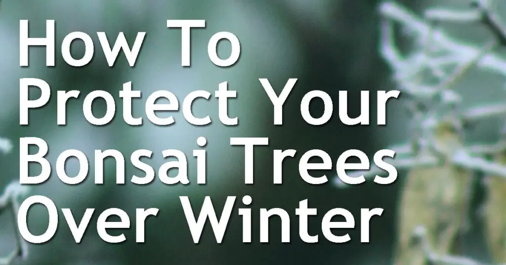 How To Protect Your Bonsai Trees Over Winter 5 How To Protect Your Bonsai Trees Over Winter
