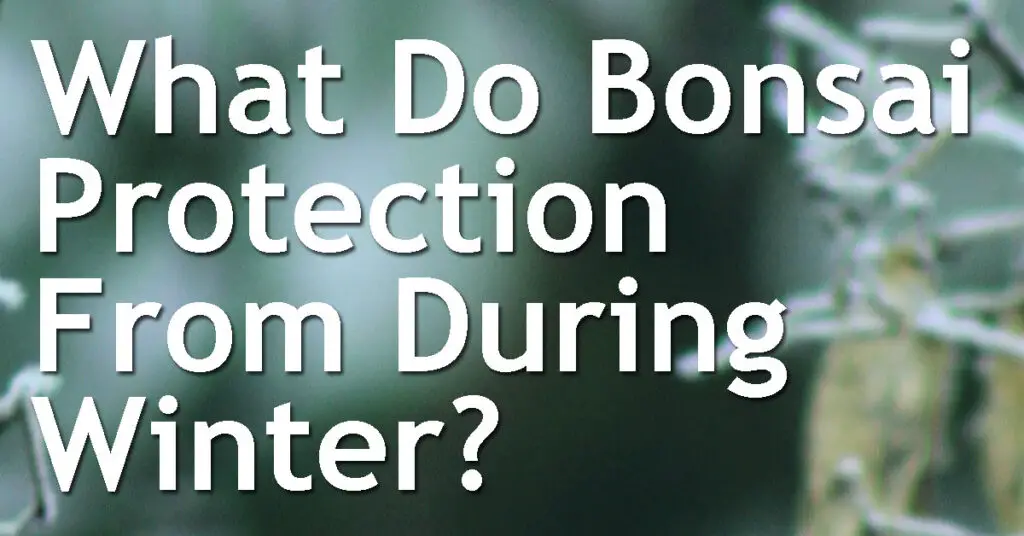 What Do Bonsai Need Protection From During Winter