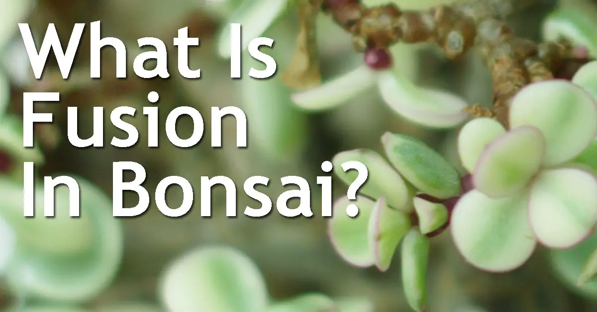 What Is Fusion In Bonsai? Back Garden Bonsai