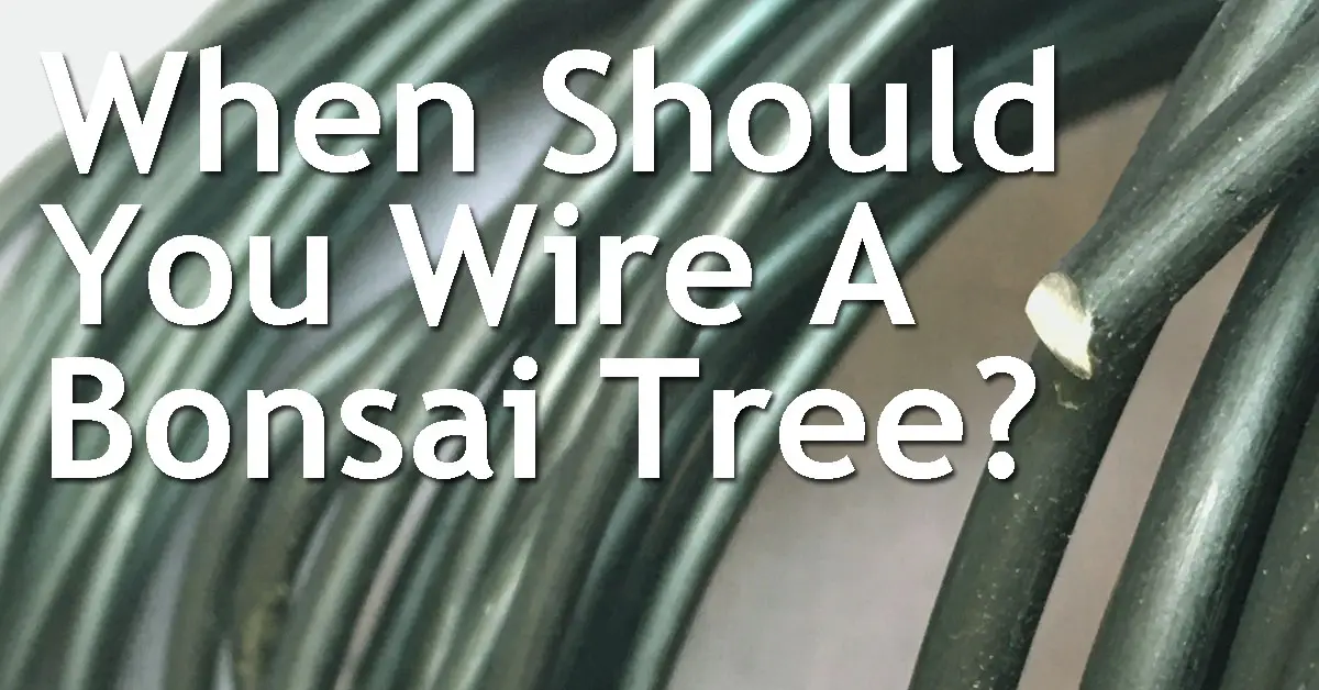 When Should You Wire A Bonsai Tree? Back Garden Bonsai