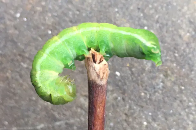Are Caterpillars A Pest For Bonsai? 1 caterpillar