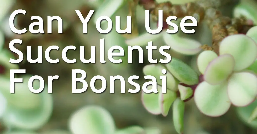 Can You Use Succulents For Bonsai and How Are They Different? 17 Can You Use Succulents For Bonsai and How Are They Different