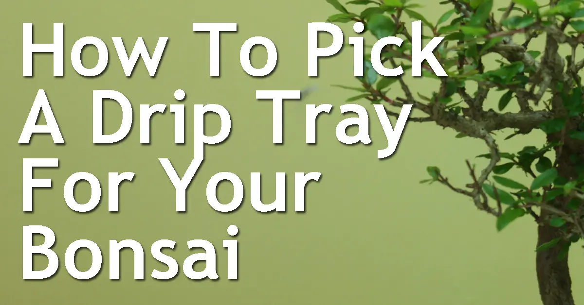 How To Pick A Drip Tray For Your Bonsai Back Garden Bonsai