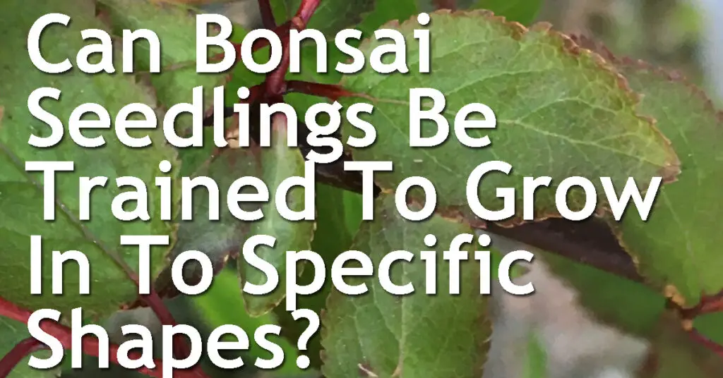 Can Bonsai Seedlings Be Trained To Grow In To Specific Shapes? 11 Can Bonsai Seedlings Be Trained To Grow In To Specific Shapes