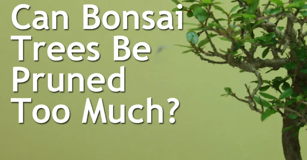 Can Bonsai Trees Be Pruned Too Much