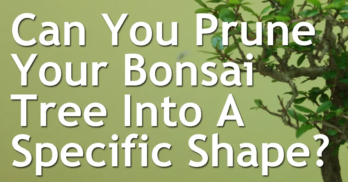 Can You Prune Your Bonsai Tree Into A Specific Shape? Back Garden Bonsai