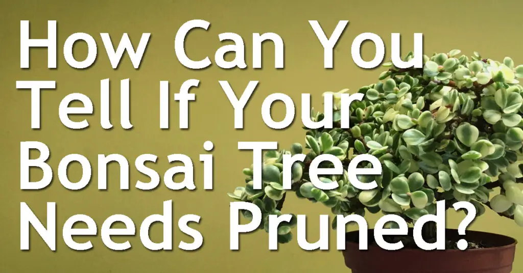 How Can You Tell If Your Bonsai Tree Needs Pruned