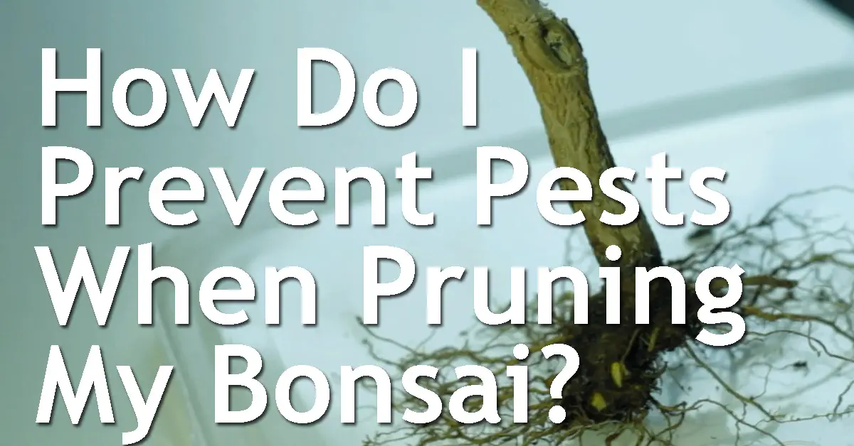 How Do I Prevent Diseases And Pests When Pruning My Bonsai? Back