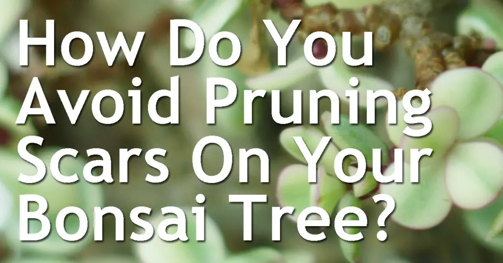 How Do You Avoid Pruning Scars On Your Bonsai Tree