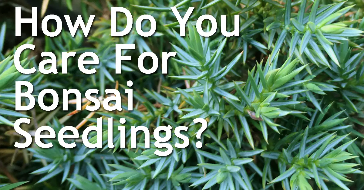 How Do You Care For Bonsai Seedlings? Back Garden Bonsai