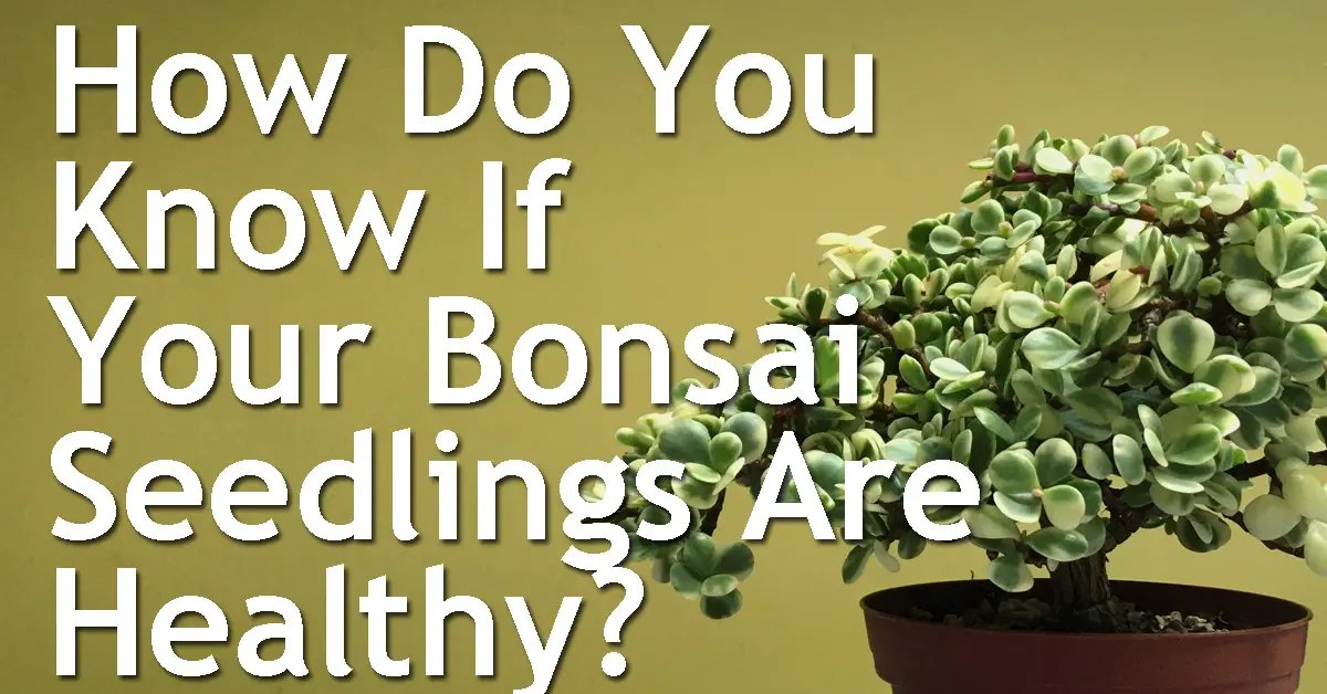 How Do You Know If Your Bonsai Seedlings Are Healthy? Back Garden Bonsai