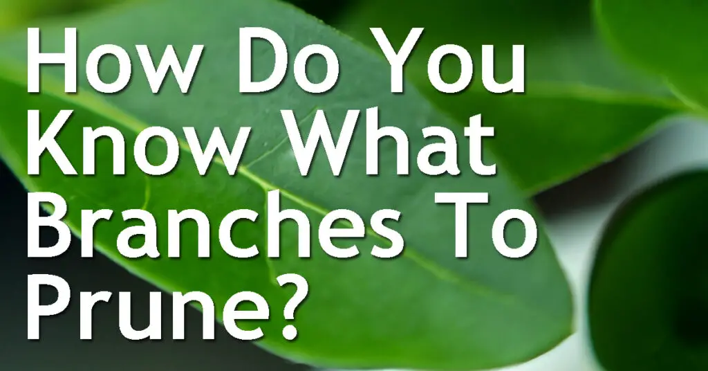 How Do You Know What Branches To Prune On A Bonsai