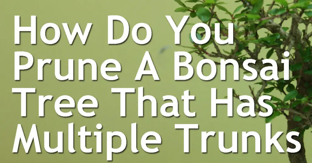 How Do You Prune A Bonsai Tree That Has Multiple Trunks