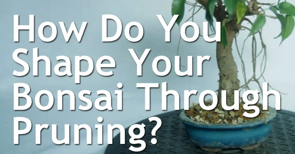 How Do You Shape Your Bonsai Through Pruning