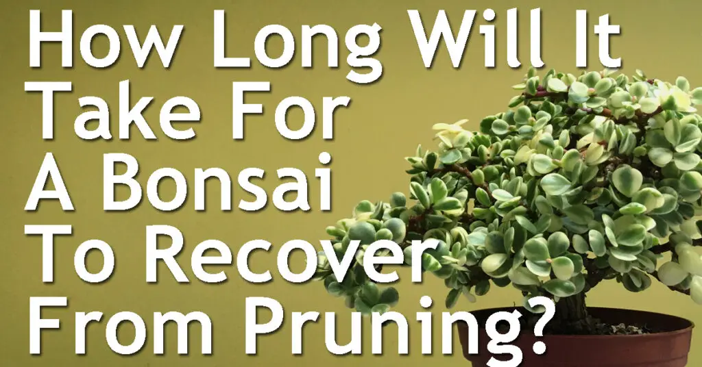 How Long Will It Take For A Bonsai To Recover From Pruning