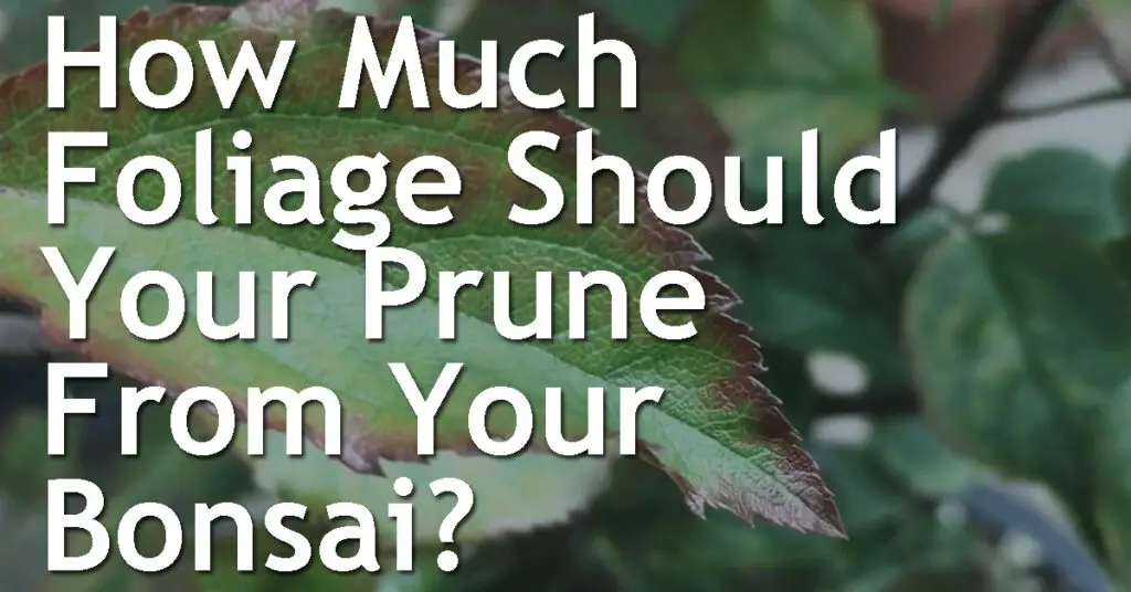 How Much Foliage Should Your Prune From your Bonsai