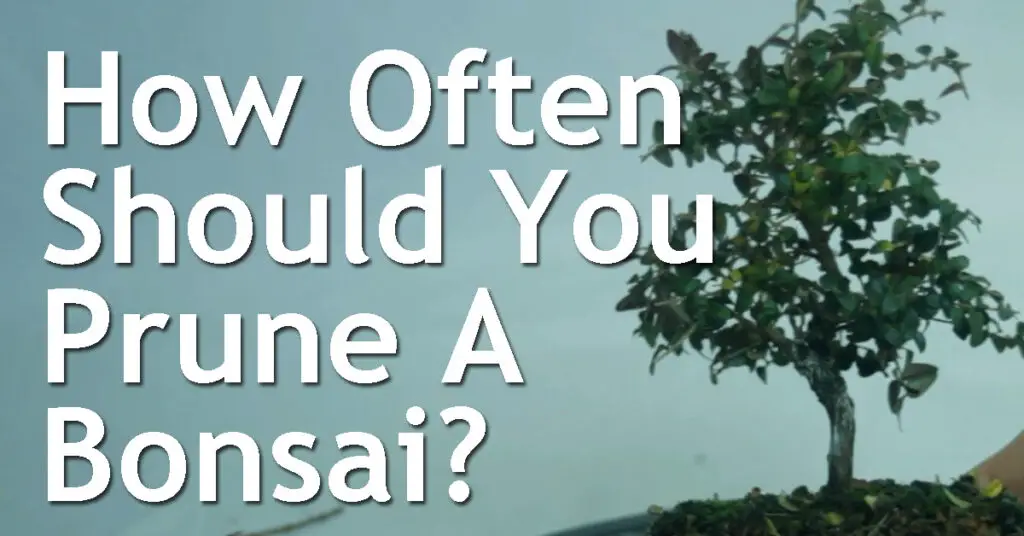 How Often Should You Prune A Bonsai