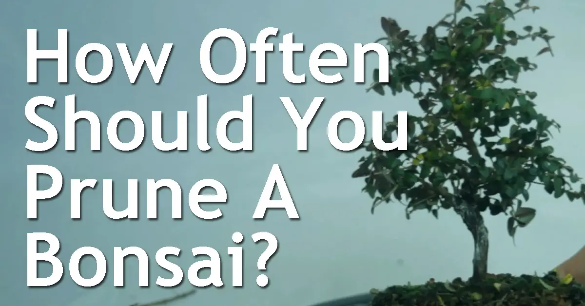 How Often Should You Prune A Bonsai? Back Garden Bonsai