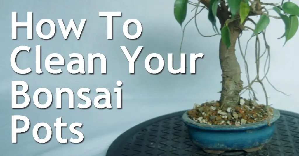 Bonsai Techniques Back Garden Bonsai