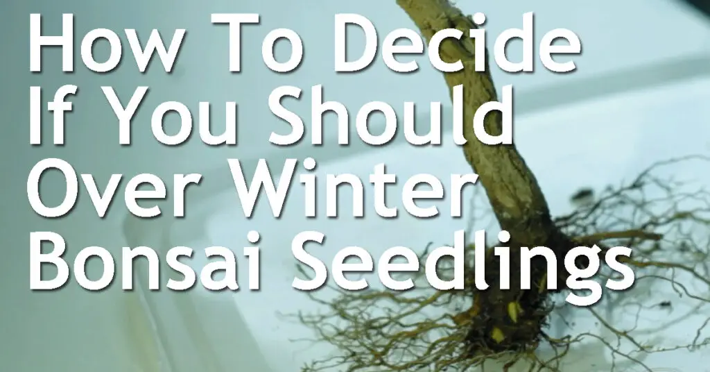 How To Decide If You Should Over Winter Bonsai Seedlings (And Where To Put Them) 9 How To Decide If You Should Over Winter Bonsai Seedlings