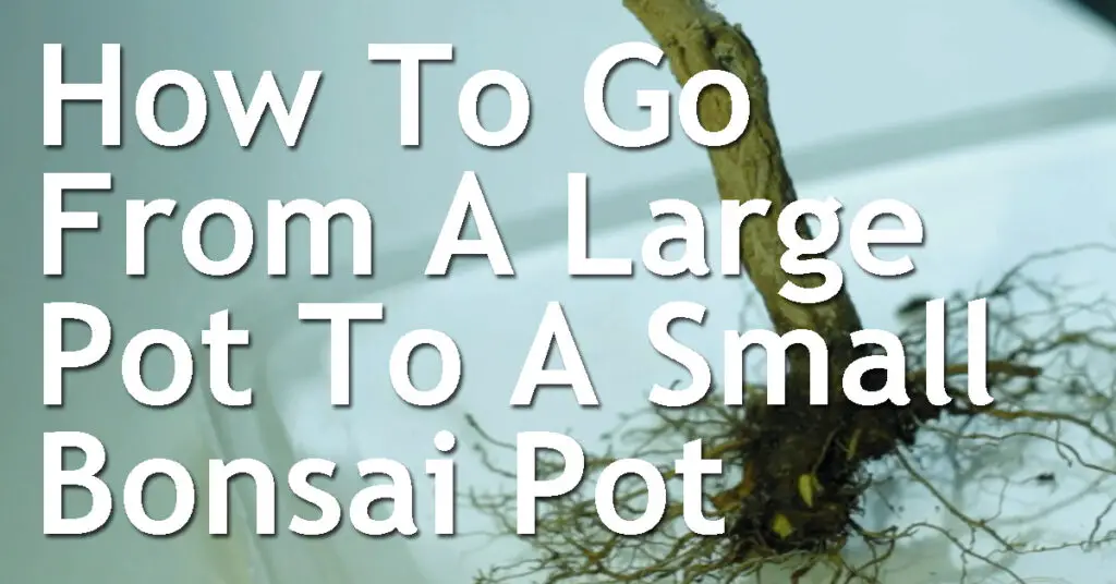 How To Go From A Large Pot To A Small Bonsai Pot 7 How To Go From A Large Pot To A Small Bonsai Pot