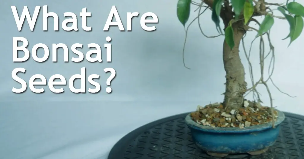 What Are Bonsai Seeds? 17 What Are Bonsai Seeds