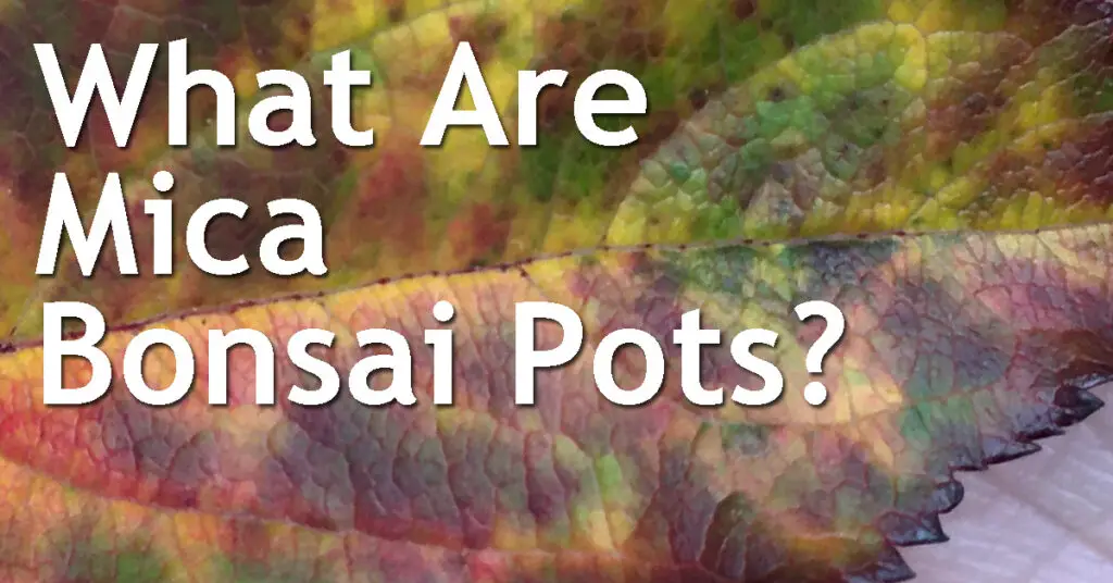What Are Mica Bonsai Pots? 1 What Are Mica Bonsai Pots
