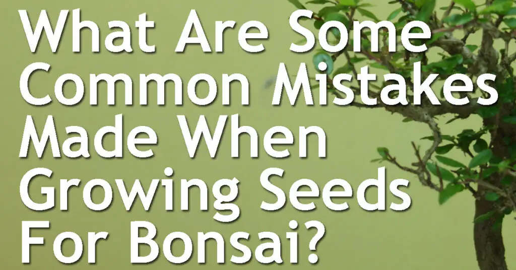 What Are Some Common Mistakes Made When Growing Seeds For Bonsai? 19 What Are Some Common Mistakes Made When Growing Seeds For Bonsai