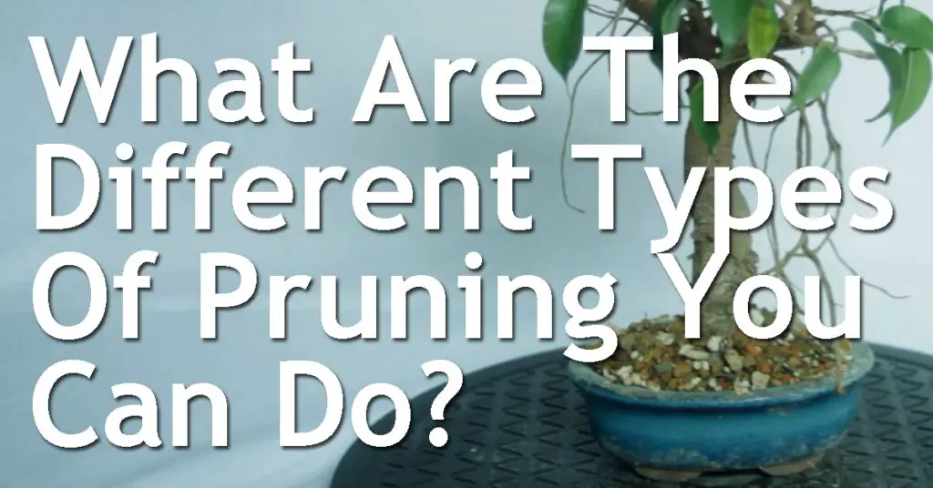 What Are The Different Types Of Pruning You Can Do On A Bonsai
