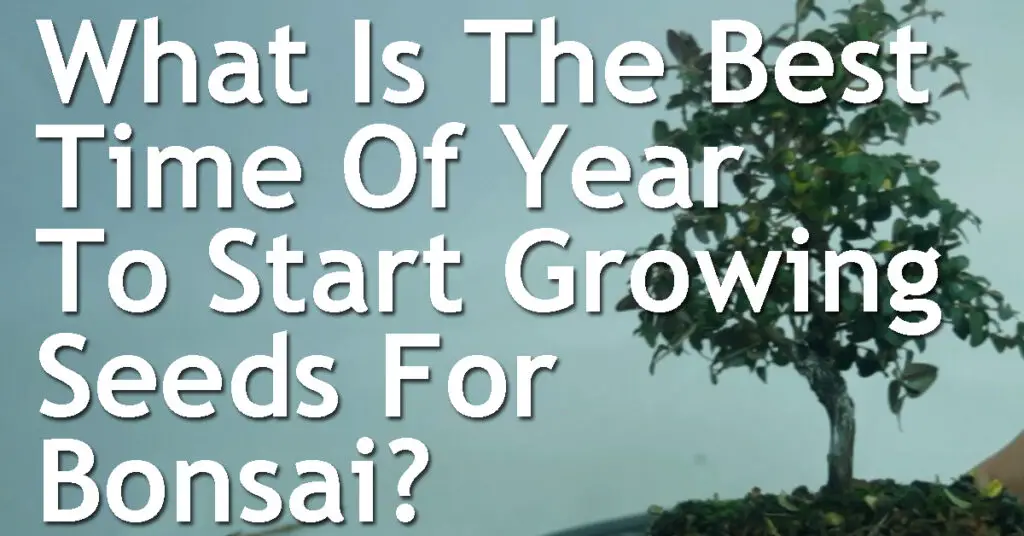 What Is The Best Time Of Year To Start Growing Seeds For Bonsai? 5 What Is The Best Time Of Year To Start Growing Seeds For Bonsai