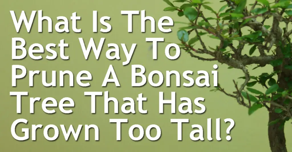 What Is The Best Way To Prune A Bonsai Tree That Has Grown Too Tall