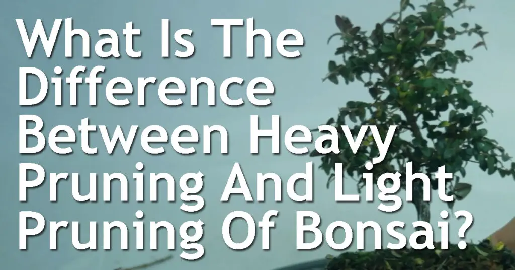 What Is The Difference Between Heavy Pruning And Light Pruning Of Bonsai Trees