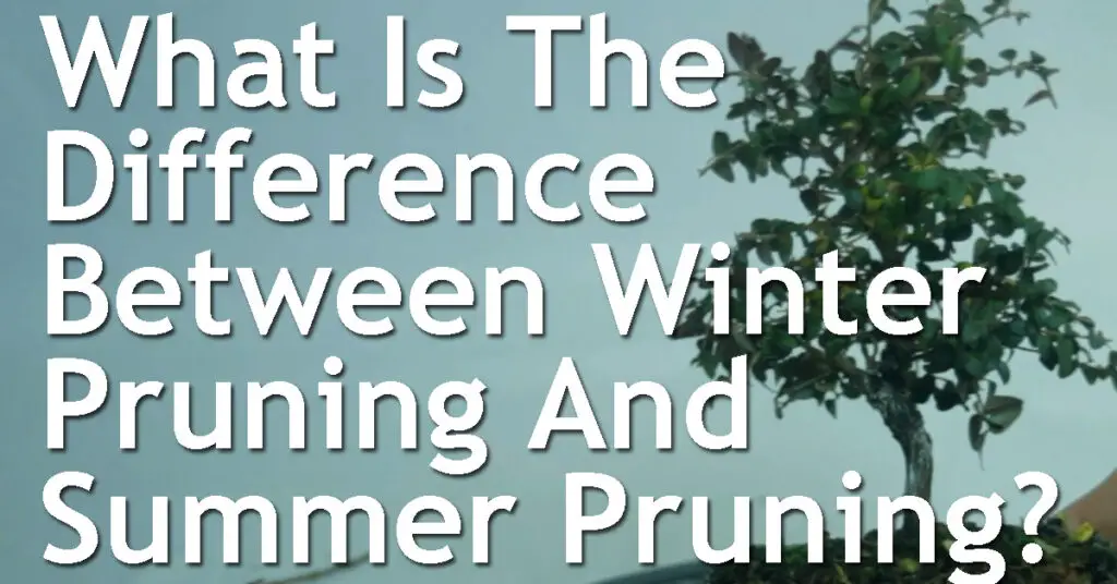 What Is The Difference Between Winter Pruning And Summer Pruning On A Bonsai Tree