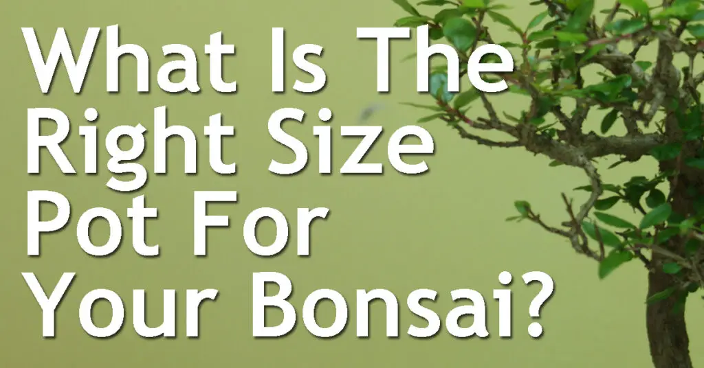 What Is The Right Size Pot For Your Bonsai? 11 What Is The Right Size Pot For Your Bonsai
