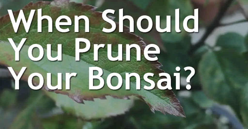 When Should You Prune Your Bonsai