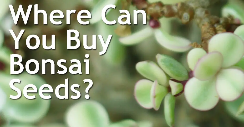 Where Can You Buy Bonsai Seeds? 13 Where Can You Buy Bonsai Seeds
