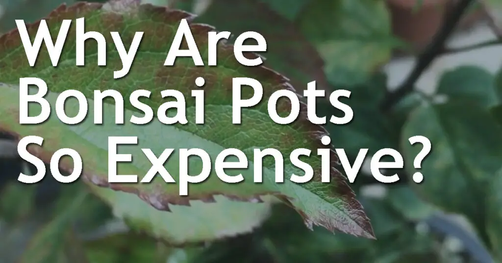 Why Are Bonsai Pots So Expensive? 9 Why Are Bonsai Pots So Expensive