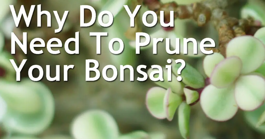 Why Do You Need To Prune Your Bonsai