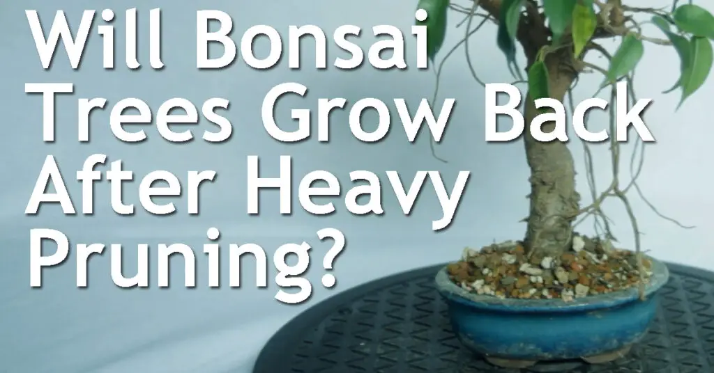 Will Bonsai Trees Grow Back After Heavy Pruning