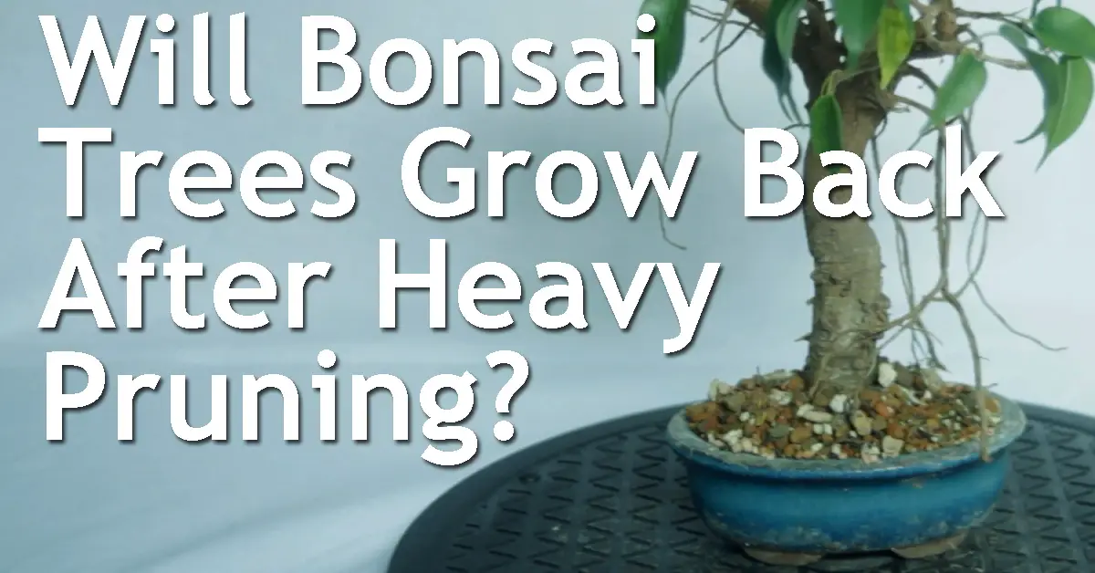 Will Bonsai Trees Grow Back After Heavy Pruning? Back Garden Bonsai