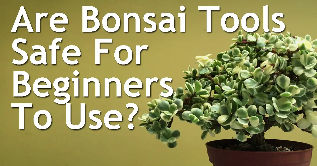 Are Bonsai Tools Safe For Beginners To Use Without Professional