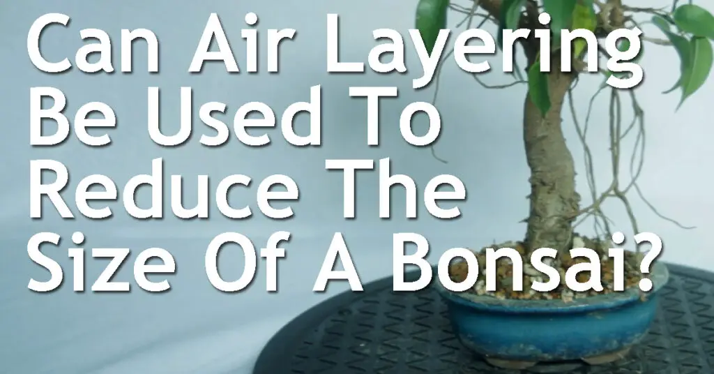 Can Air Layering Be Used To Reduce The Size Of A Bonsai