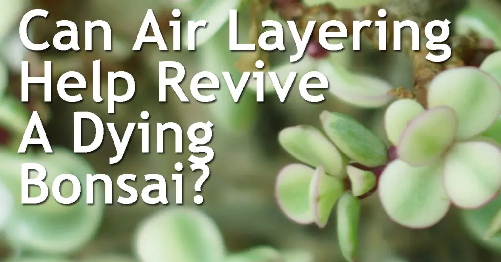 Can Air Layering Help Revive A Dying Bonsai