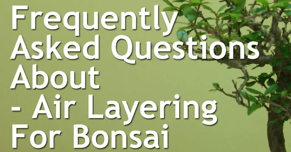 Frequently Asked Questions About Air Layering For Bonsai