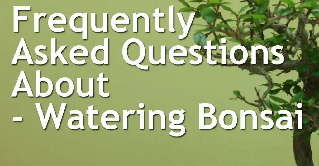 Frequently Asked Questions About Watering Bonsai