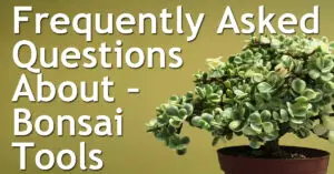 Frequently Asked Questions About – Bonsai Tools