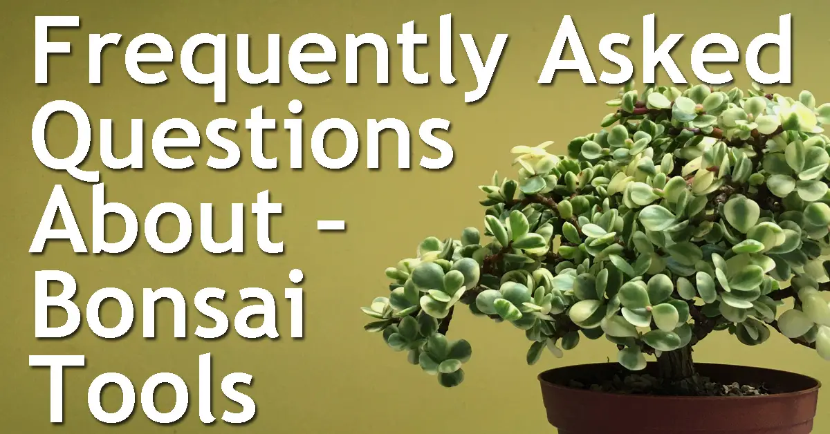 Frequently Asked Questions About Bonsai Tools Back Garden Bonsai