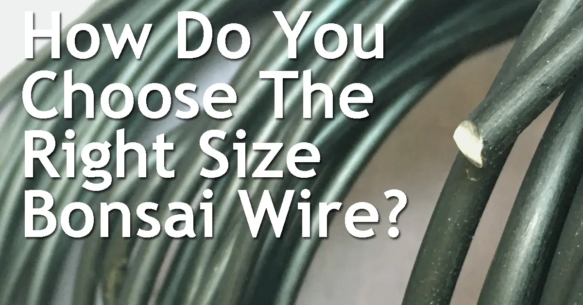 How Do You Choose The Right Size Bonsai Wire? Back Garden Bonsai