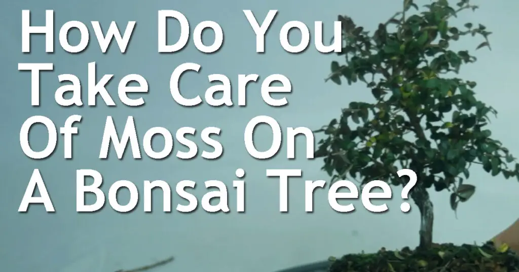 How Do You Take Care Of Moss On A Bonsai Tree? 1 How Do You Take Care Of Moss On A Bonsai Tree